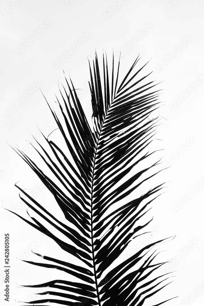 Fototapeta premium perfect palms leaf on white background