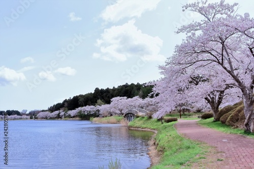 水辺に咲く満開のソメイヨシノ © 茂昭 豆田