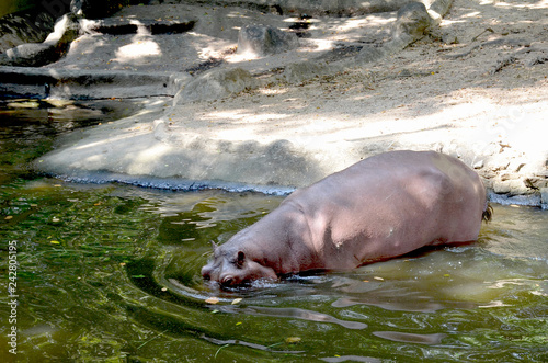 A large hippopotamus walks into the green water from the shore, eyes above the water. Pink brown hippo in a zoo.