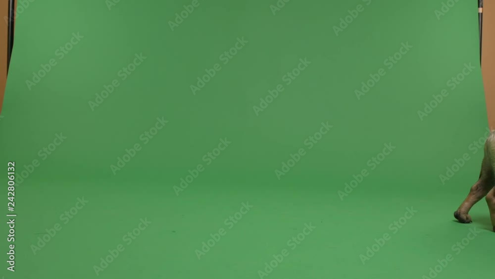 Bulldog Frances walking on a green screen Bulldog Frances walking on a green screen