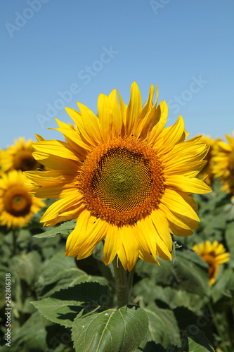 Fototapeta Naklejka Na Ścianę i Meble -  Tournesols