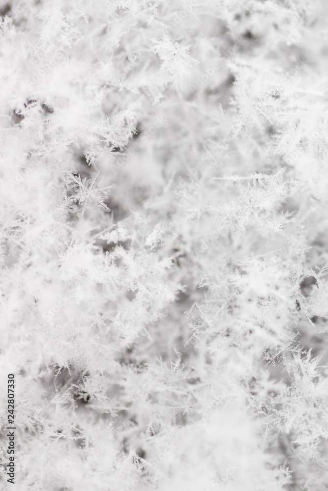 Fototapeta premium White snowflakes on nature as a background
