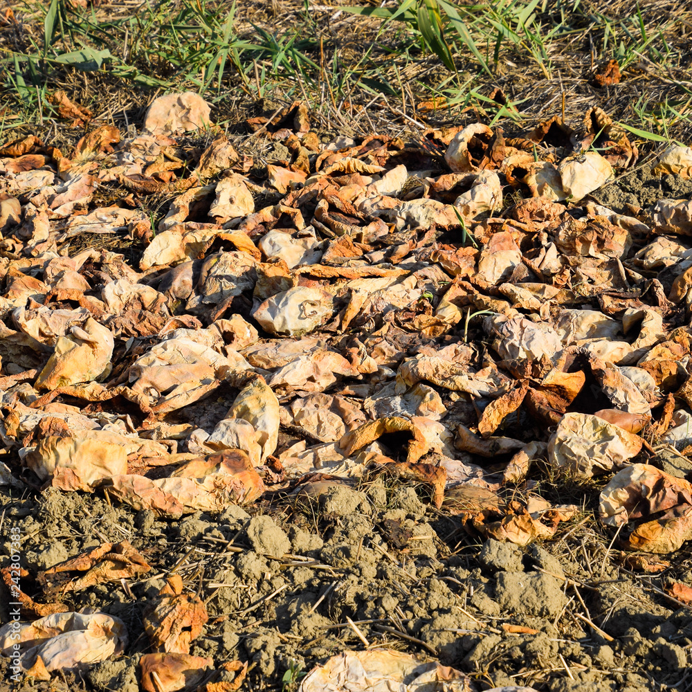 Heaps of rotting watermelons. Peel of melon. An abandoned field Heaps of rotting watermelons. Peel of melon. An abandoned field