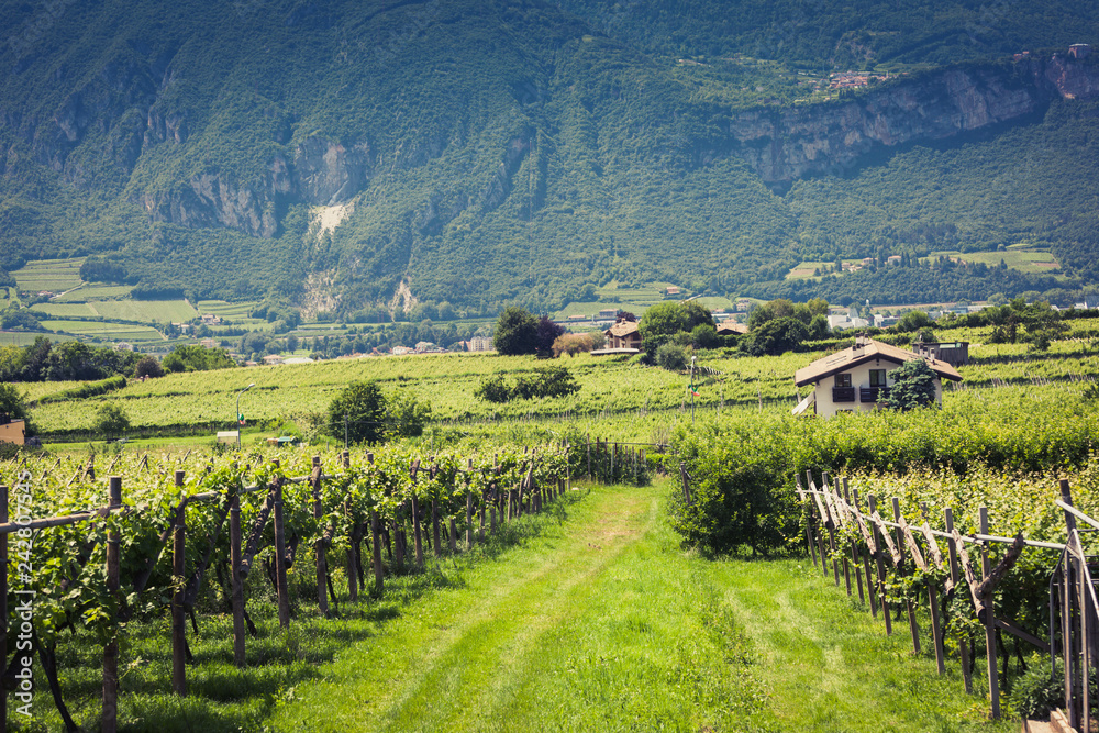 Vineyard in Trento