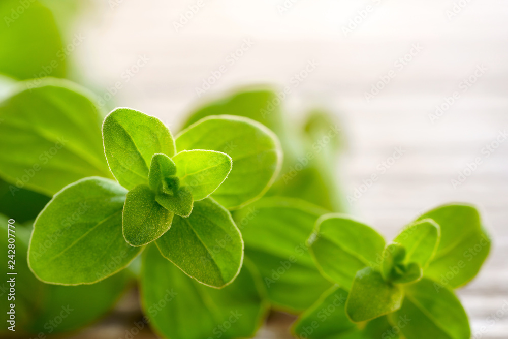 fresh marjoram herb on the wooden table fresh marjoram herb on the wooden table