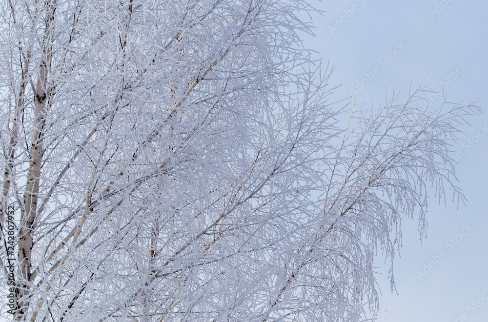 Frozen branches on a tree against a blue sky Frozen branches on a tree against a blue sky