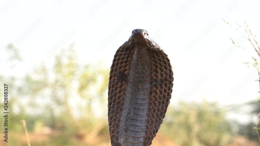 Indian cobra in Pushkar, India. Cobra snake close up portrait.