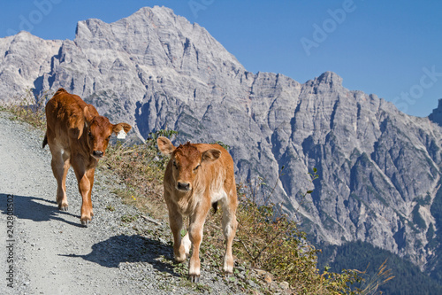 Kälber in den Leonganger Steinbergen photo