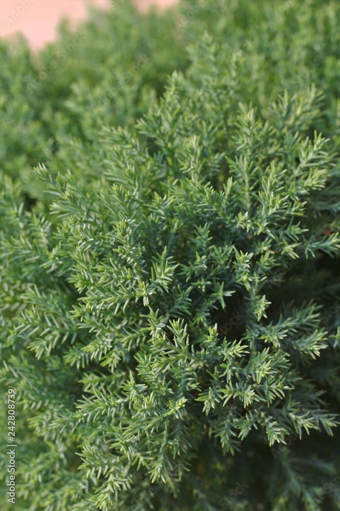 Juniperus chinensis.The top of the bush receives bright morning sunlight, ornamental gardens Juniperus chinensis.The top of the bush receives bright morning sunlight, ornamental gardens