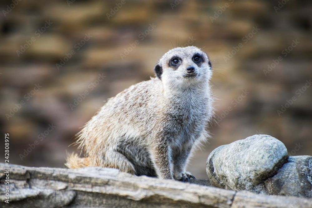 Fototapeta premium Meerkat sitting on the wooden log looking around.
