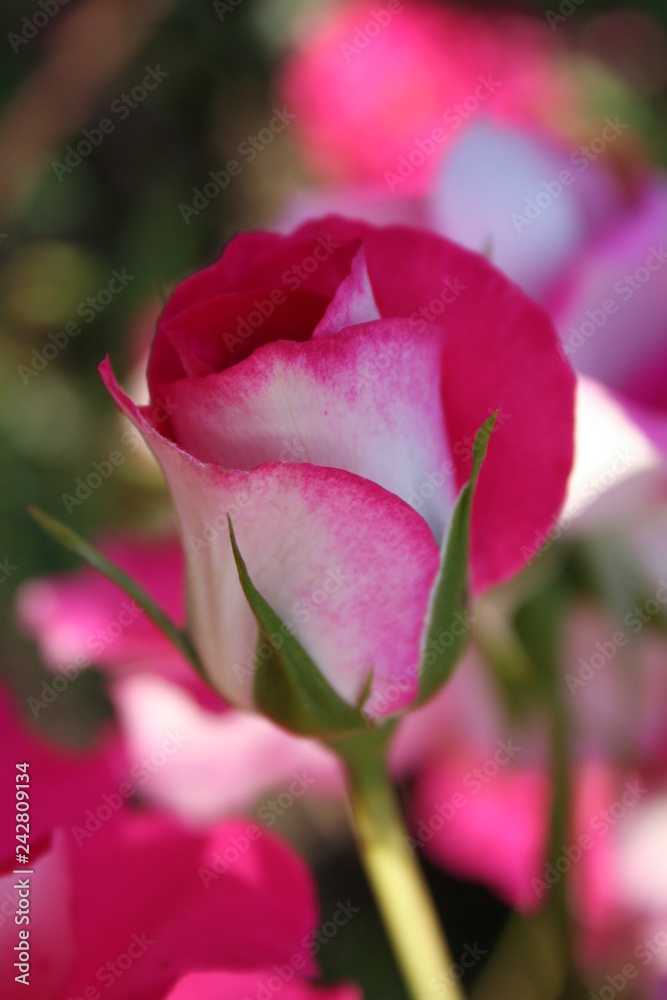 Rosas Rosas