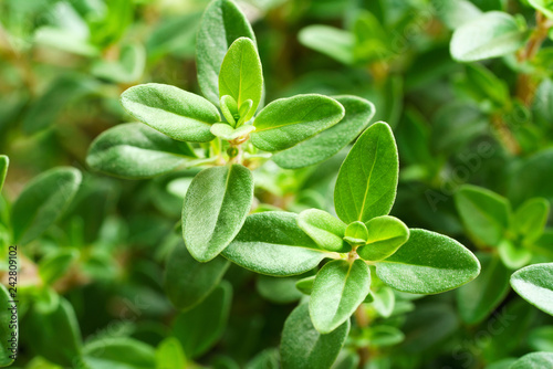 Fotografia close up of fresh thyme leaves