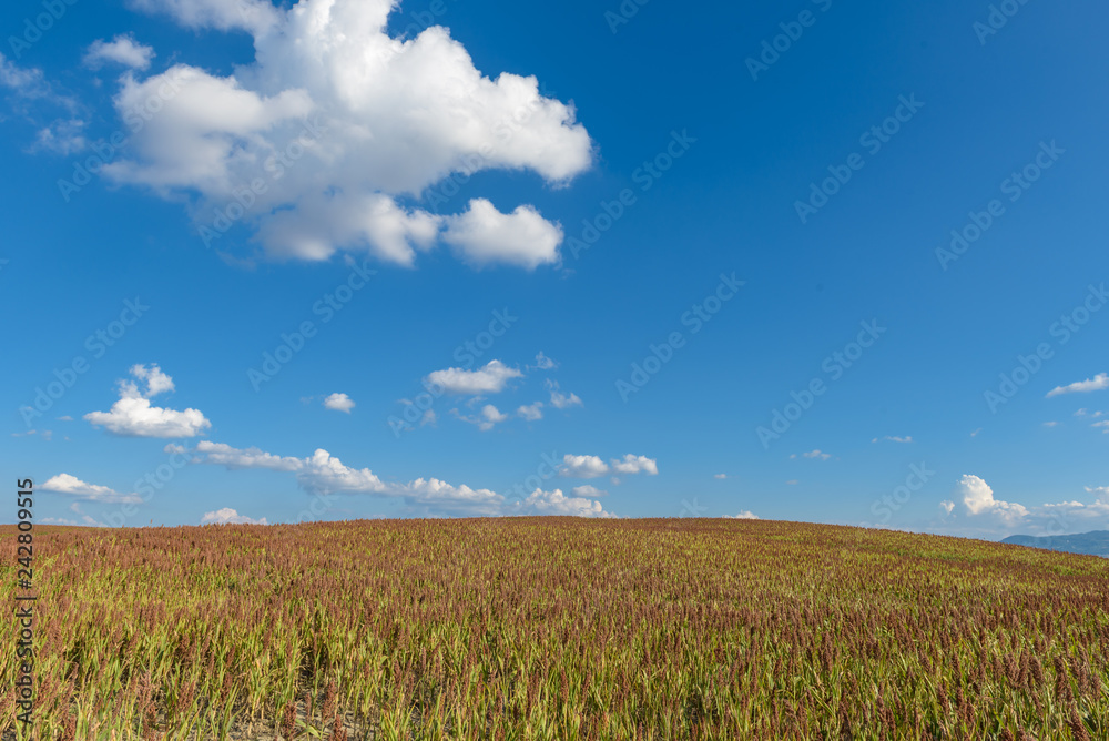 field with cloud blue sky,countryside in tuscany Italy