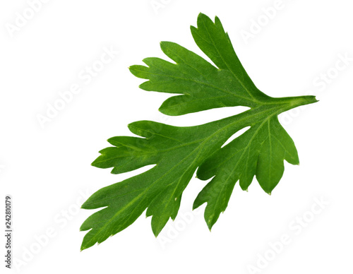 green fresh parsley leaf isolated on white background. macro