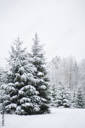 Two wild spruce (fir) trees covered in heavy snow