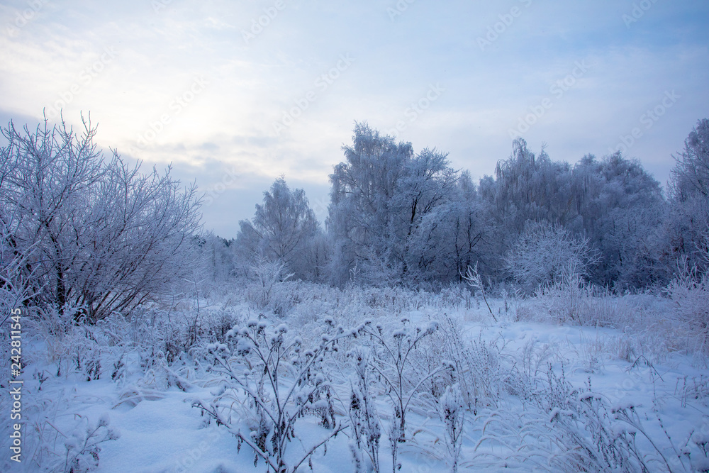 Beautiful winter landscape. Trees stand in the snow Beautiful winter landscape. Trees stand in the snow