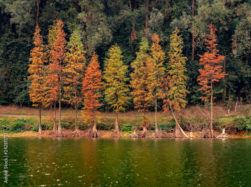 Reflecting trees