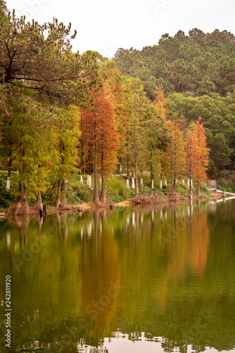 Reflecting trees