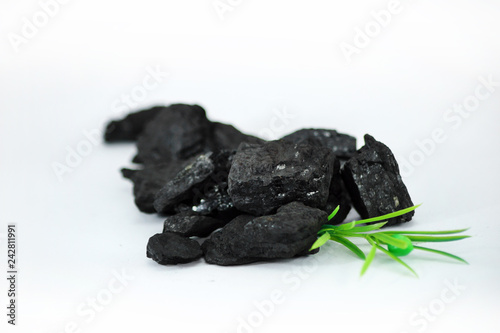 Węgiel kamienny z rośliną