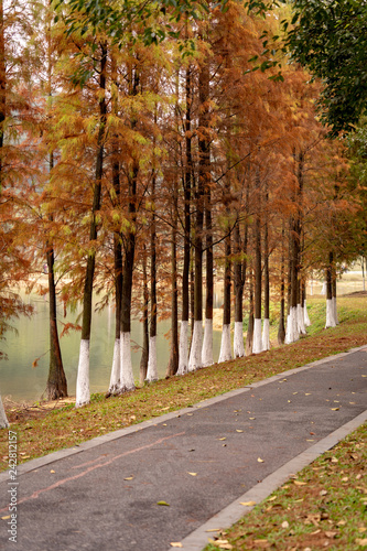 trees by the path