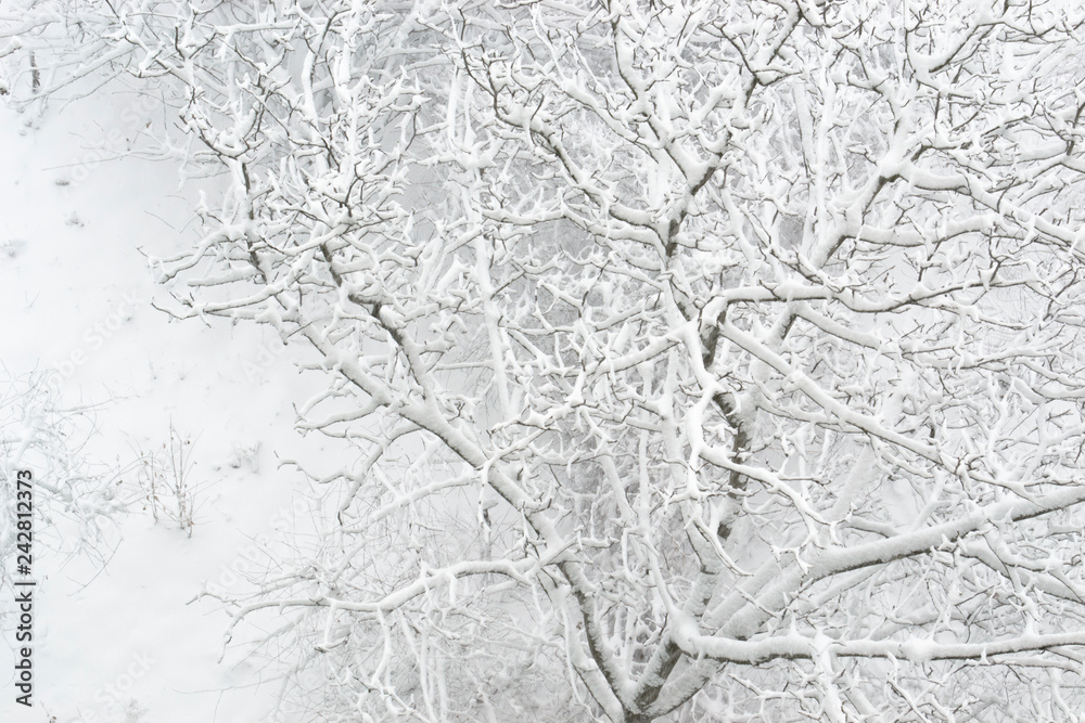 snow covered tree branches snow covered tree branches
