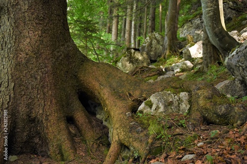 big tree roots in the forest in the highlands