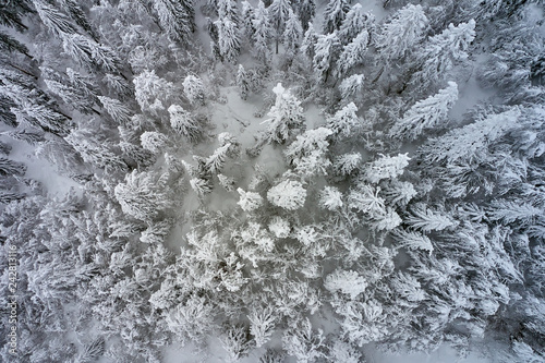 Beautiful winter landscape with aerial view of the trees covered with snow