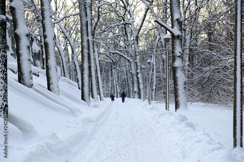 snowy road in winter forest © milchinskiy