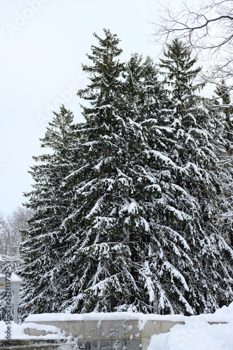 snow covered tree