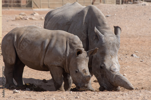 A mother and baby rhinoceros walk together in the sand in the desert. 