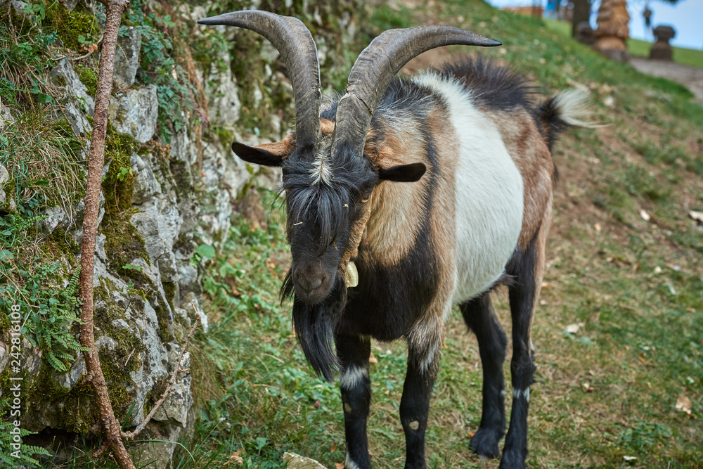 Domestic goat in the farm