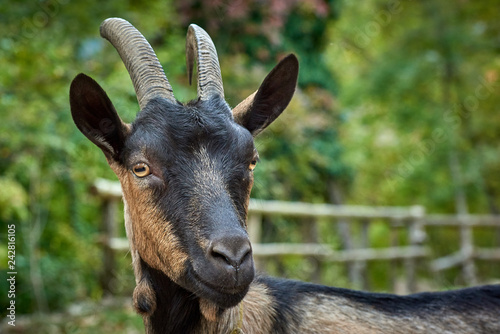 Domestic goat in the farm