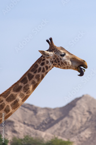 A giraffe head showing the tongue sticking out with a blue sky and mountainous background.