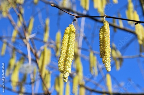 Haselnussblüte Corylus avellana