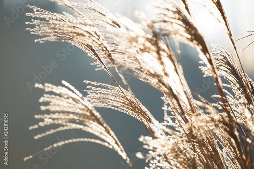 Gras-Ähren wiegen im Wind