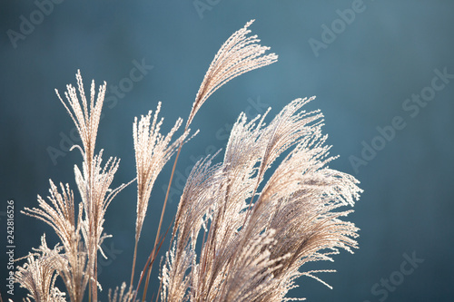 Gras-Ähren wiegen im Wind