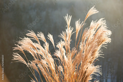 Gras-Ähren wiegen im Wind
