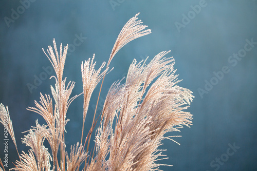 Gras-Ähren wiegen im Wind