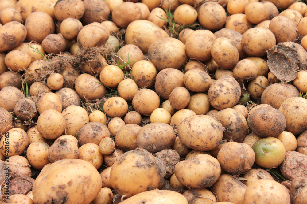 Kartoffel Haufen Acker Ernte Kartoffel Haufen Acker Ernte