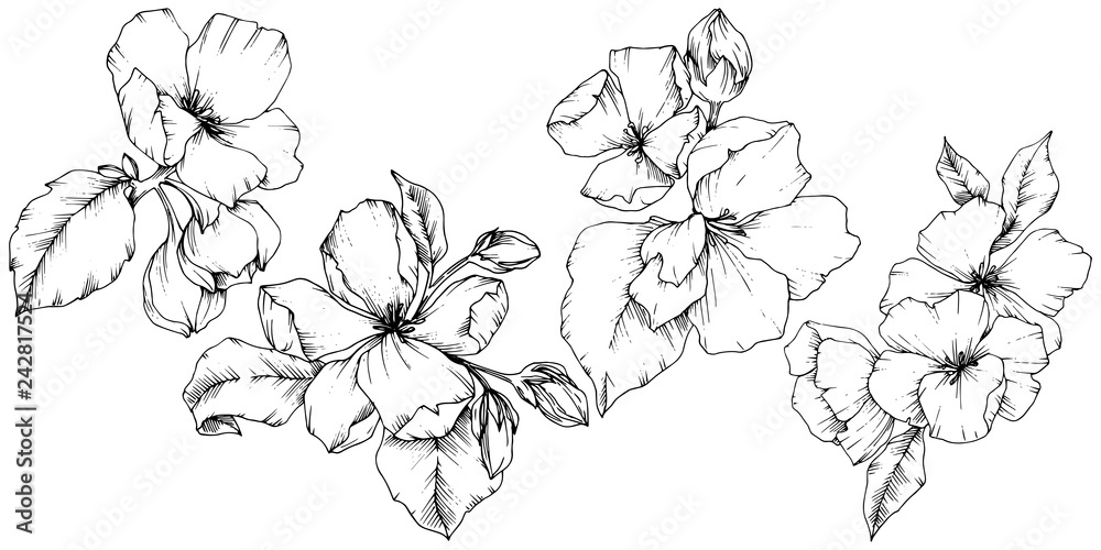 Vector Apple blossom floral botanical flower. Black and white engraved ink art. Isolated flowers illustration element.