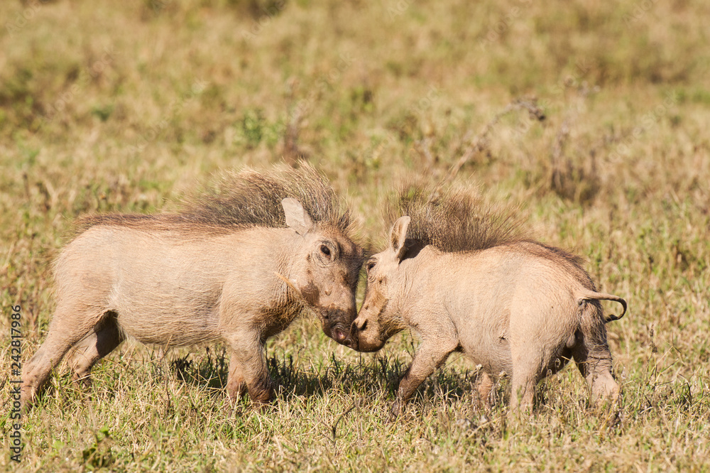 Two young warthogs playing and wrestling Two young warthogs playing and wrestling