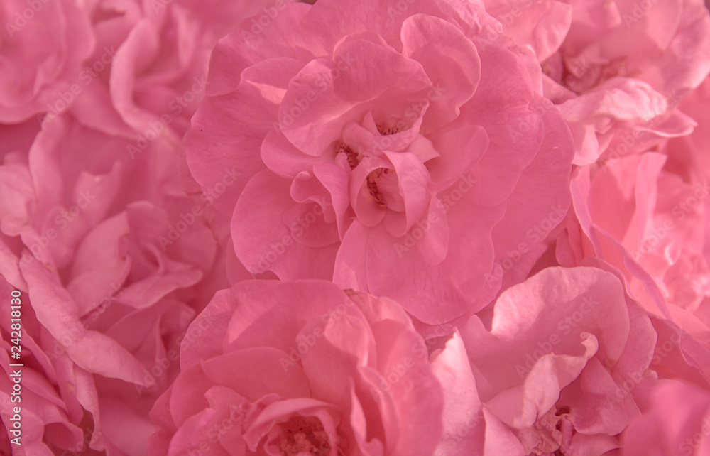 close-up of delicate pink rose