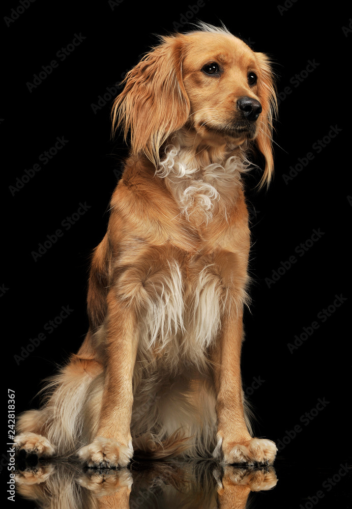 beautyful mixed breed dog sitting in a dark background