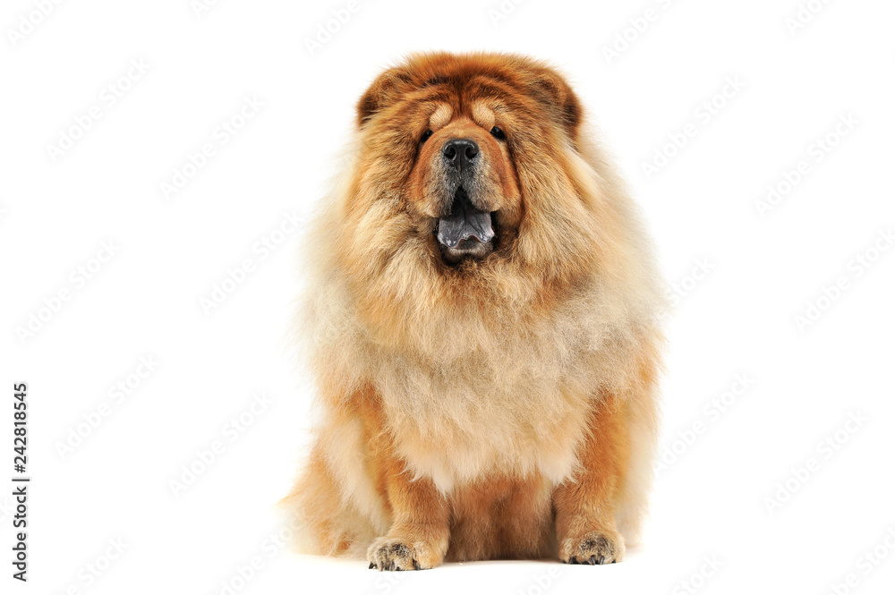 chow chow sitting in a white studio floor chow chow sitting in a white studio floor