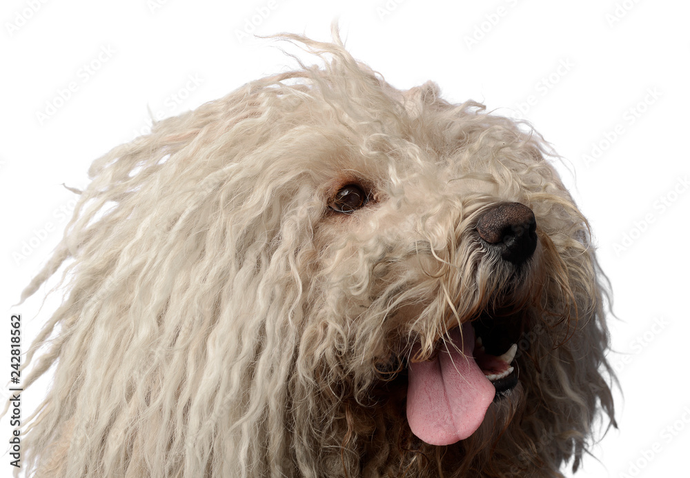 Hungarian dog Puli is looking in the studio