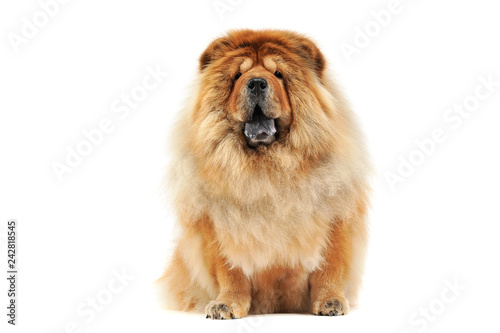 chow chow sitting in a white studio floor