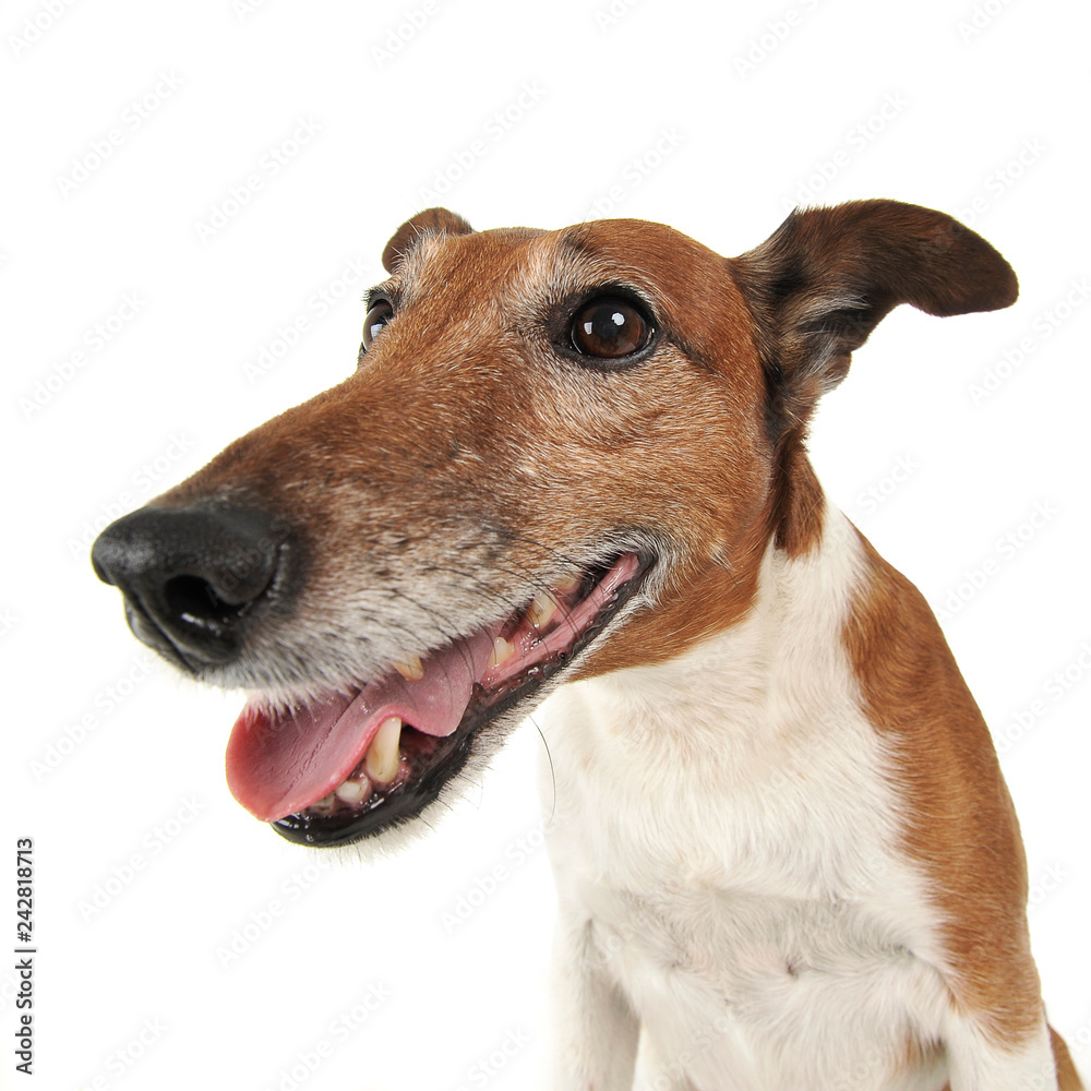 Jack Russell Terrier wild angle portrait in white studio