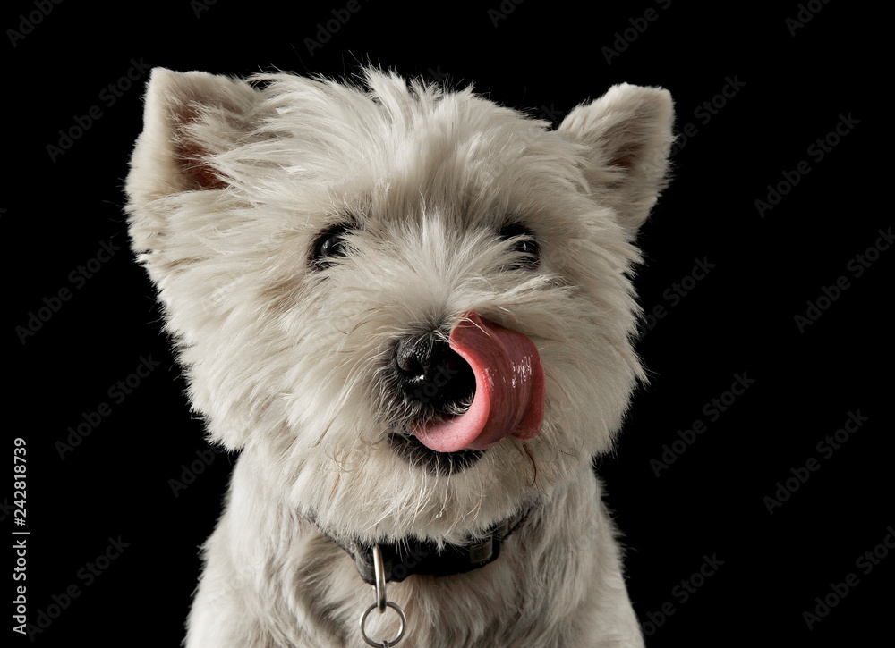 Westy licking lips in dark photo studio Westy licking lips in dark photo studio