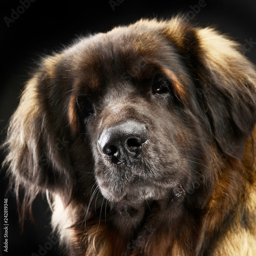 Big dog Leonberger portrait in the studio