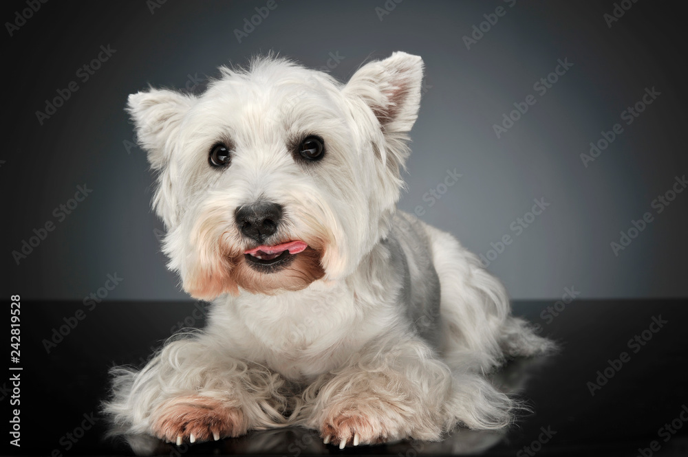 West Highland White Terrier lying in a dark studio West Highland White Terrier lying in a dark studio